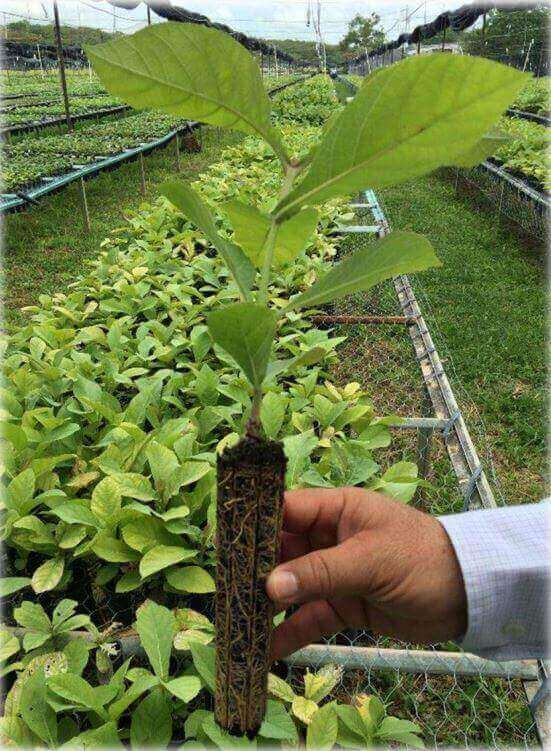 Hand holding a young plant with roots exposed, surrounded by green plants in a garden setting.
